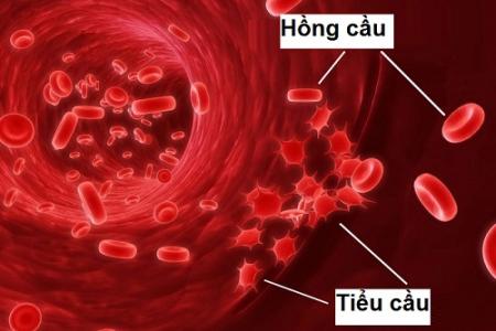 Các chế phẩm máu hồng cầu, tiểu cầu